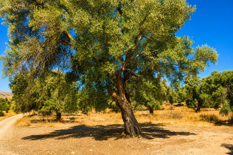 Αγροτεμάχια 5.002 τ.μ. προς πώληση, Σίβας