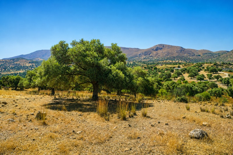 Αγροτεμάχια 5.002 τ.μ. προς πώληση, Σίβας