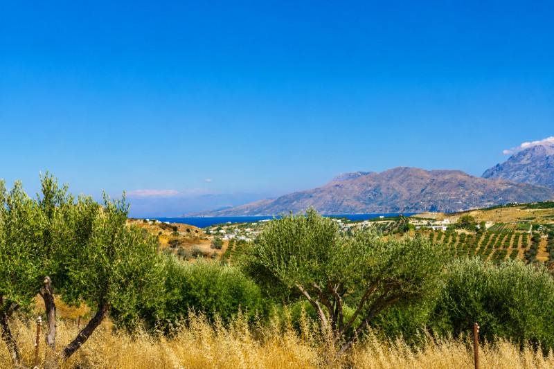 Αγροτεμάχια 5.002 τ.μ. προς πώληση, Σίβας