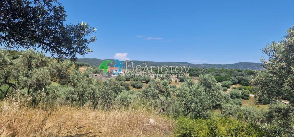 Αγροτεμάχια 6.500 τ.μ. πρός πώληση, Χαλκιδική, Παναγιά