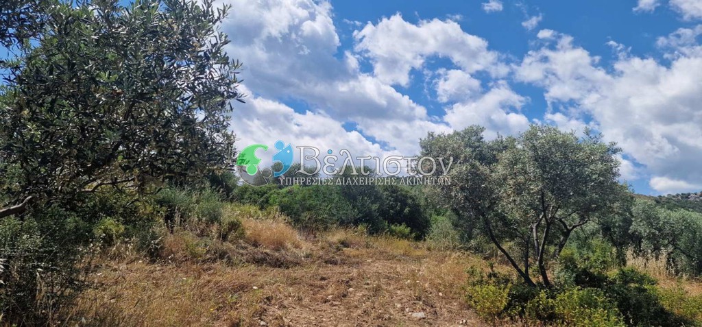 Αγροτεμάχια 6.500 τ.μ. πρός πώληση, Χαλκιδική, Παναγιά
