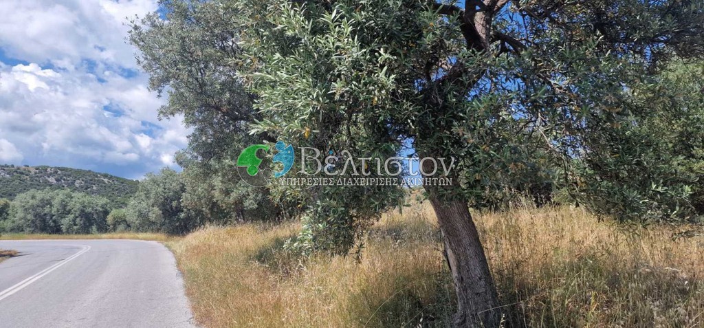 Αγροτεμάχια 6.500 τ.μ. πρός πώληση, Χαλκιδική, Παναγιά