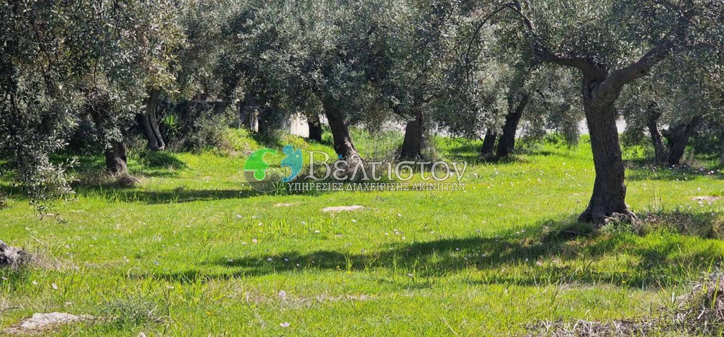 Αγροτεμάχια 5.000 τ.μ. προς πώληση, Χαλκιδική, Σιθωνία