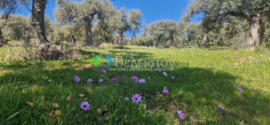 Αγροτεμάχια 5.000 τ.μ. προς πώληση, Χαλκιδική, Σιθωνία