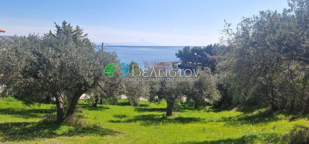 Αγροτεμάχια 5.000 τ.μ. προς πώληση, Χαλκιδική, Σιθωνία