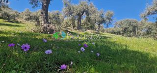 Αγροτεμάχια 5.000 τ.μ. πρός πώληση
