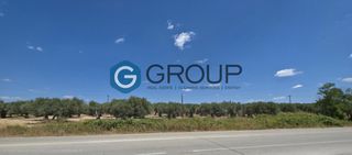 Αγροτεμάχια 12.000 τ.μ. για πώληση
