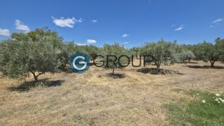 Αγροτεμάχια 8.800 τ.μ. για πώληση