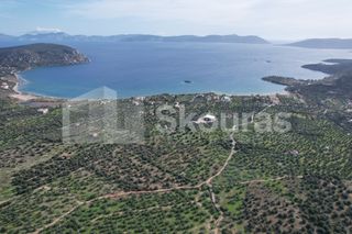 Αγροτεμάχια 24.000 τ.μ. για πώληση