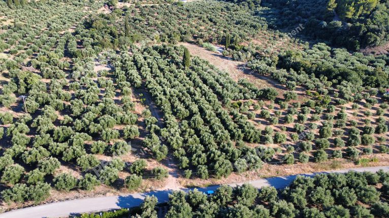 Αγροτεμάχια 14.218 τ.μ. για πώληση, Μεσσηνία, Αυλώνα