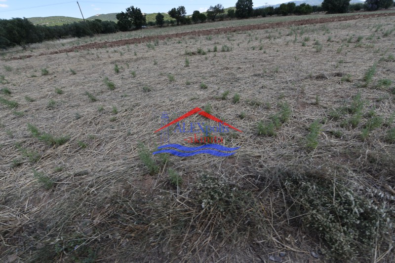 Αγροτεμάχια 1.558 τ.μ. πρός πώληση, Εβρος, Τραϊανούπολη