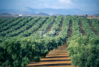 Αγροτεμάχια 170.000 τ.μ. για πώληση, Χαλκιδική, Ορμύλια-thumb-12
