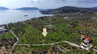 Αγροτεμάχια 16.401,70 τ.μ. για πώληση