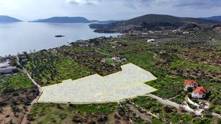 Αγροτεμάχια 16.401,70 τ.μ. για πώληση