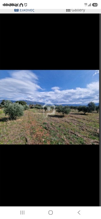Αγροτεμάχια 14.100 τ.μ. πρός πώληση, Αχαΐα, Φαρές