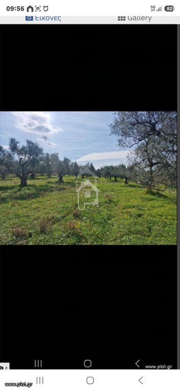 Αγροτεμάχια 14.100 τ.μ. πρός πώληση, Αχαΐα, Φαρές