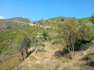 Αγροτεμάχια 8.000 τ.μ. για πώληση, Ν. Καβάλας, Θάσος-thumb-1