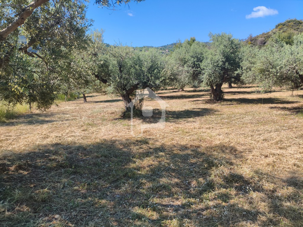 Αγροτεμάχια 4.800 τ.μ. προς πώληση, Καθολικό Διακοπτού