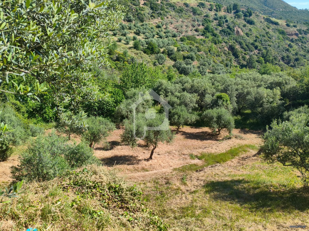 Αγροτεμάχια 4.800 τ.μ. προς πώληση, Καθολικό Διακοπτού