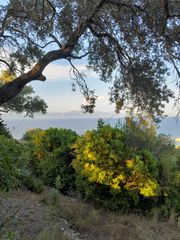 Οικόπεδο 4.100 τ.μ. για πώληση, Ν. Κέρκυρας, Παξοί-thumb-8