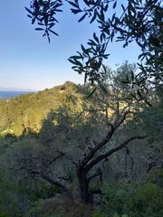 Οικόπεδο 4.100 τ.μ. για πώληση, Ν. Κέρκυρας, Παξοί-thumb-13