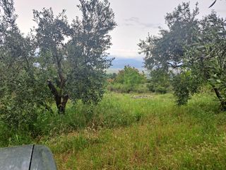 Αγροτεμάχια 3.000 τ.μ. για πώληση