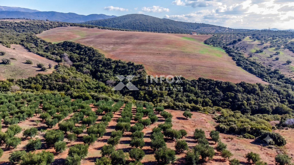 Αγροτεμάχια 12.500 τ.μ. προς πώληση, Γερακινή