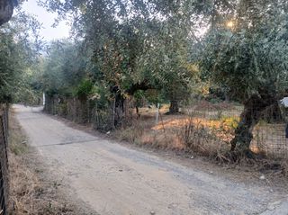 Αγροτεμάχια 1.800 τ.μ. για πώληση, Μεσσηνία, Αβία-thumb-6