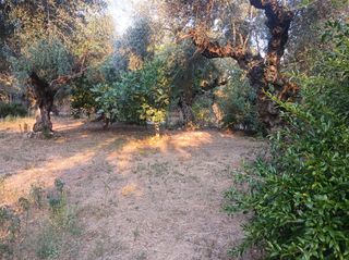 Αγροτεμάχια 1.800 τ.μ. για πώληση, Μεσσηνία, Αβία-thumb-17
