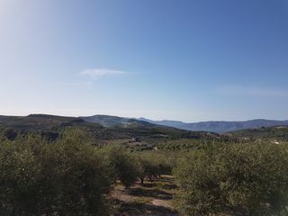 Αγροτεμάχια 3.781 τ.μ. για πώληση