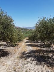 Αγροτεμάχια 3.781 τ.μ. για ενοικίαση, Ν. Ηρακλείου, Ζαρός-thumb-1