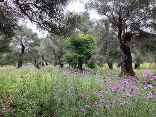 Οικόπεδο 8.300 τ.μ. για πώληση