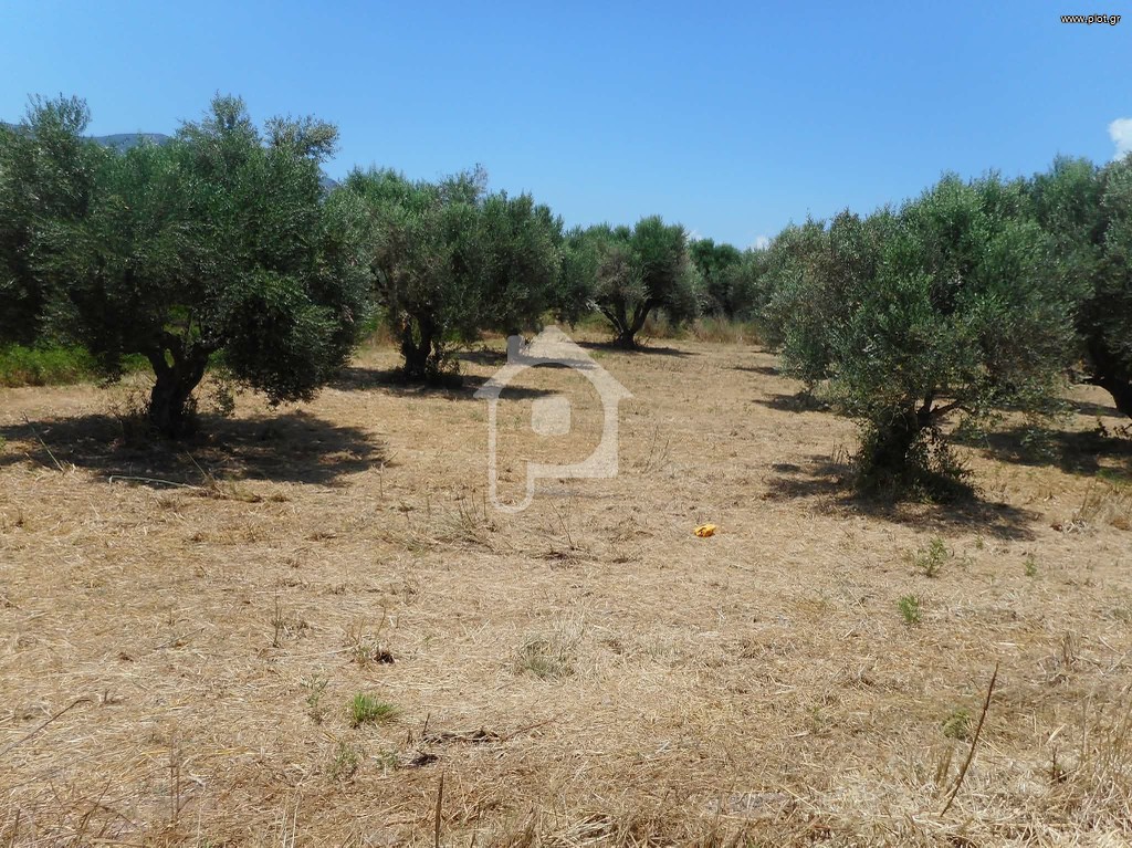 Αγροτεμάχια 1.600 τ.μ. για πώληση, Μεσσηνία, Αρφαρά