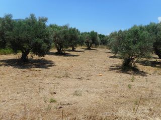 Αγροτεμάχια 1.600 τ.μ. για πώληση
