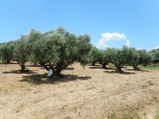 Αγροτεμάχια 1.600 τ.μ. για πώληση, Μεσσηνία, Αρφαρά-thumb-1