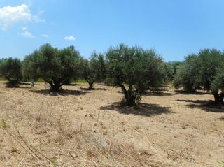 Αγροτεμάχια 1.600 τ.μ. για πώληση, Μεσσηνία, Αρφαρά-thumb-3