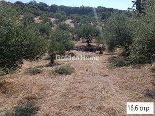 Αγροτεμάχια 16.600 τ.μ. για πώληση, Μεσσηνία, Αριστομένης-thumb-5