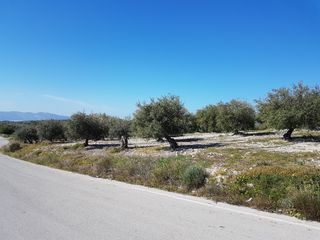Αγροτεμάχια 7.232 τ.μ. για πώληση