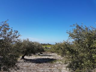 Αγροτεμάχια 7.232 τ.μ. για πώληση, Ν. Ηρακλείου, Ζαρός-thumb-3