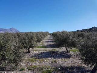 Αγροτεμάχια 7.232 τ.μ. για ενοικίαση, Ν. Ηρακλείου, Ζαρός-thumb-1