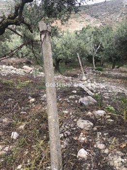 Αγροτεμάχια 6.000 τ.μ. προς πώληση