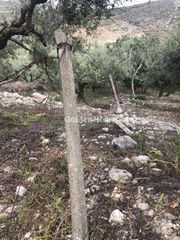 Αγροτεμάχια 6.000 τ.μ. για πώληση