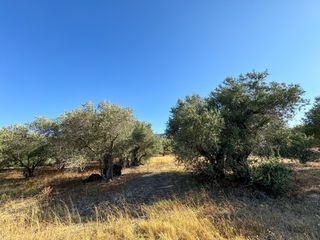 Οικόπεδο 1.650 τ.μ. για πώληση
