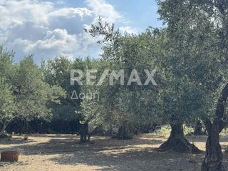 Αγροτεμάχια 3.056 τ.μ. για πώληση