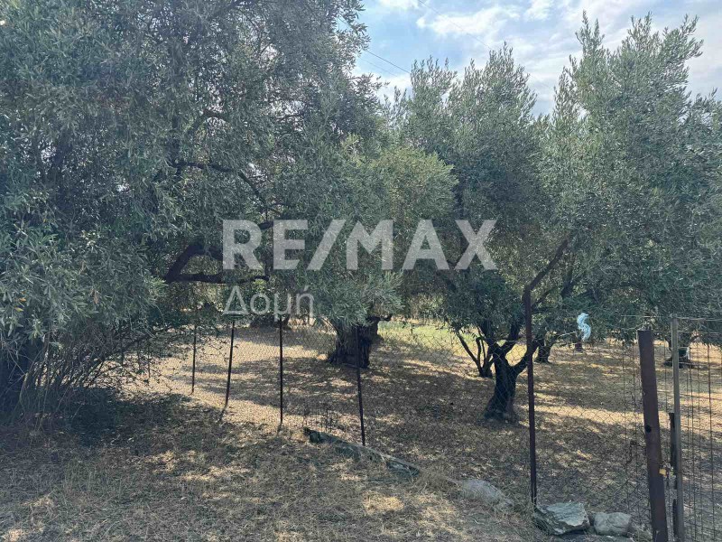 Αγροτεμάχια 3.056 τ.μ. πρός πώληση, Μαγνησία, Πορταριά