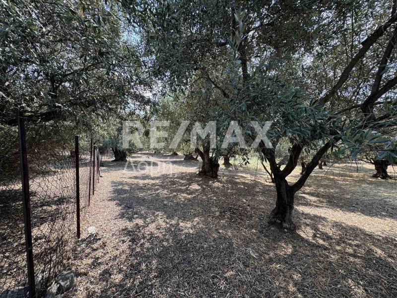 Αγροτεμάχια 3.056 τ.μ. πρός πώληση, Μαγνησία, Πορταριά