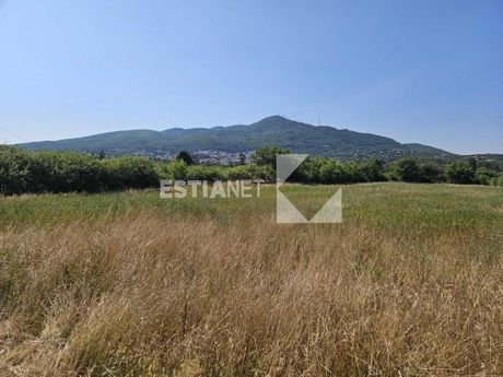 Αγροτεμάχια 6.050 τ.μ. προς πώληση