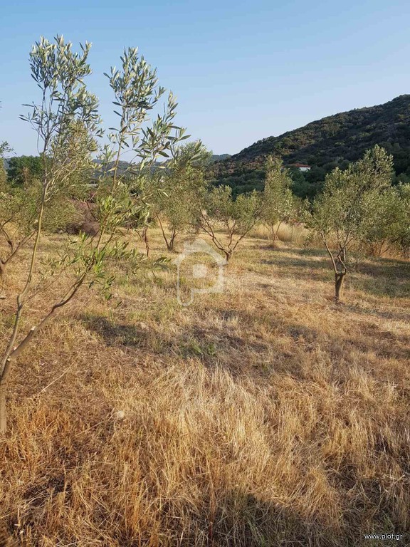 Αγροτεμάχια 4.817 τ.μ. προς πώληση, Συκιά Τορώνης