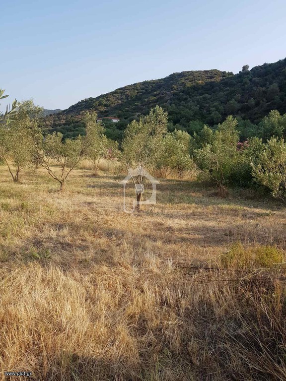 Αγροτεμάχια 4.817 τ.μ. προς πώληση, Συκιά Τορώνης