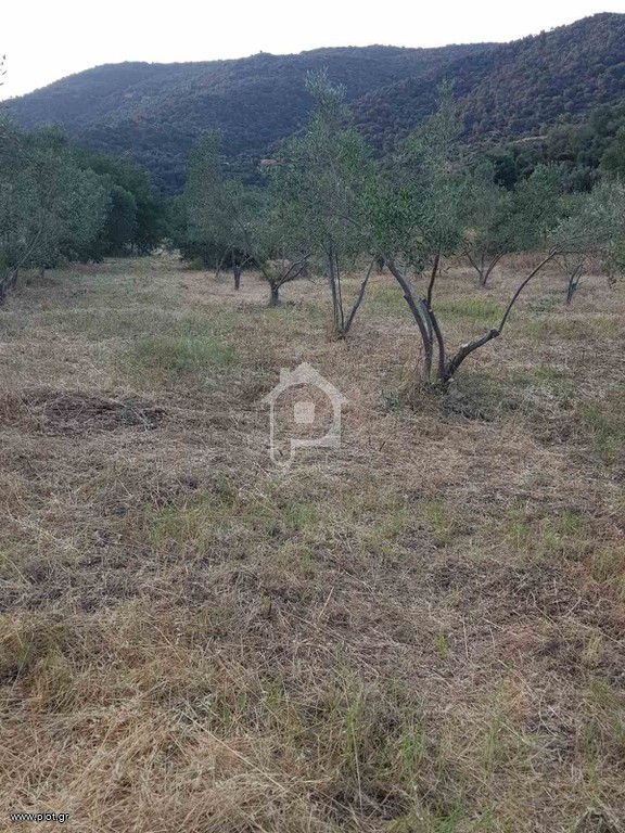 Αγροτεμάχια 4.817 τ.μ. προς πώληση, Συκιά Τορώνης